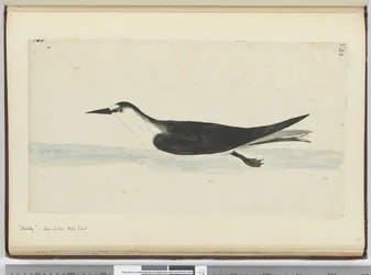 Noddy. Gesehen auf See in hohen südlichen Breiten, 1772-75