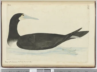 F.46 Scharben Neuseelands, die ihre Nester in Bäumen bauen, 1772-75