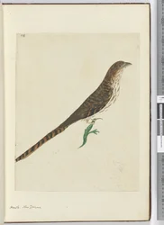 F.4 Falke, Neuseeland, 1772-75