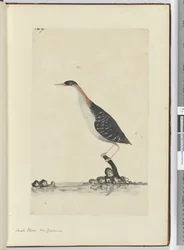 F.7 Kleiner Regenpfeifer, Neuseeland, 1772-75