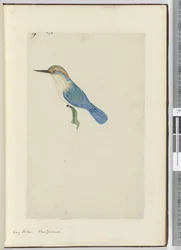 F.9 Eisvogel, Neuseeland, 1772-75