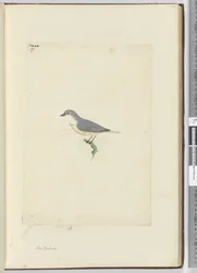F.17 Unidentifizierter neuseeländischer Vogel, 1772-75