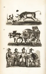 Der wütende Ochse, der Müllmann und die Gefangennahme von Guy Fawkes