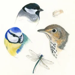 Studie von Vögeln und einer Libelle
