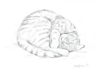 Zeichnung einer schlafenden Katze