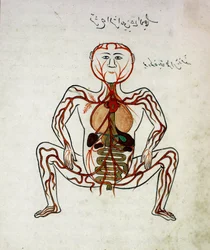 Arabische Medizin: „Blutkreislauf und Verdauungssystem“. Miniatur aus dem Anatomiemanuskript „Tashrih bi al-Taswir“ („Anatomie des Körpers“) von Mansur (Mansur) ibn Ilyas (um 1390), 17. Jahrhundert. Istanbul, Universitätsbibliothek
