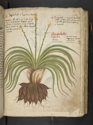Ein Kräuterbuch, Belluno