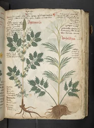 Ein Kräuterbuch, Belluno