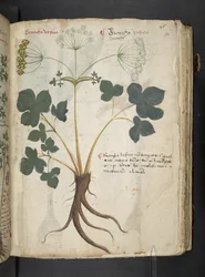 Ein Kräuterbuch, Belluno