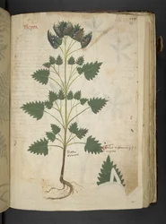 Add MS 41623 f.115r Nepta, aus 