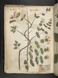 Ein Kräuterbuch, Belluno