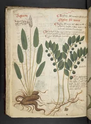 Add MS 41623 f.42v 