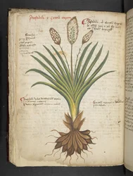 Ein Kräuterbuch, Belluno