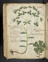 Ein Kräuterbuch, Belluno