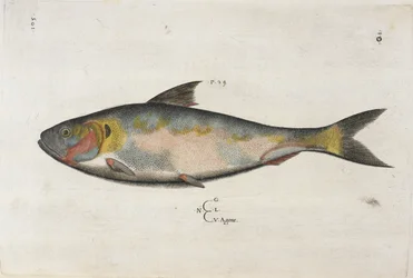 Agone, Illustration aus 
