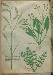 Botanische Illustration, ca. 1440