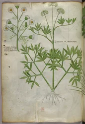 Botanische Illustration, ca. 1440