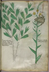 Botanische Illustration, um 1440