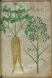 Botanische Illustration, um 1440