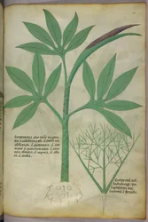 Botanische Illustration, um 1440