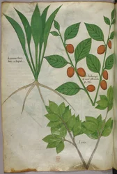 Botanische Illustration, um 1440