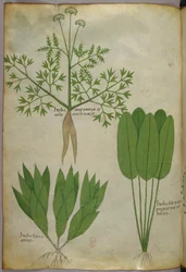 Botanische Illustration, um 1440