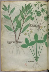 Botanische Illustration, um 1440
