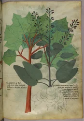 Botanische Illustration, ca. 1440
