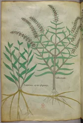 Botanische Illustration, ca. 1440