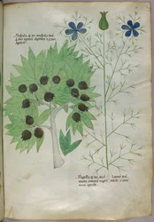 Botanische Illustration, ca. 1440