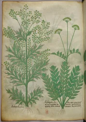 Botanische Illustration, ca. 1440