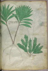 Botanische Illustration, ca. 1440