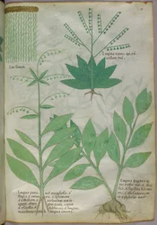 Botanische Illustration, ca. 1440