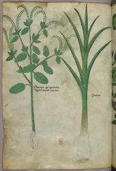 Botanische Illustration, ca. 1440