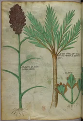 Botanische Illustration, ca. 1440