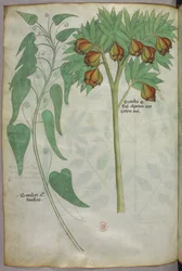 Botanische Illustration, um 1440