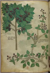 Botanische Illustration, um 1440