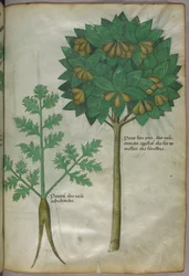 Botanische Illustration, um 1440