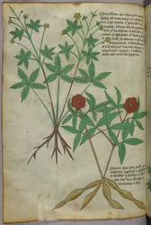 Botanische Illustration, um 1440
