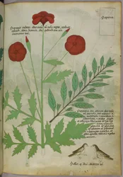 Botanische Illustration, um 1440