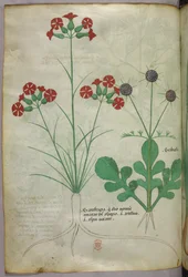 Botanische Illustration, um 1440