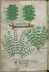 Botanische Illustration, um 1440