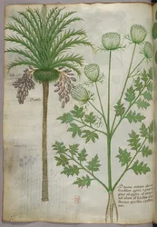 Botanische Illustration, um 1440