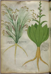 Botanische Illustration, um 1440