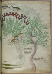 Botanische Illustration von Pflanzen mit Vögeln und Insekten, ca. 1440