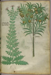 Botanische Illustration eines Melonenbaums, um 1440