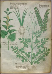 Botanische Illustration von Pflanzen, um 1440