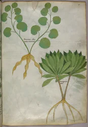 Botanische Illustration von Pflanzen, um 1440