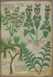Botanische Illustration von Pflanzen, um 1440
