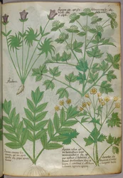 Botanische Illustration von Pflanzen, um 1440